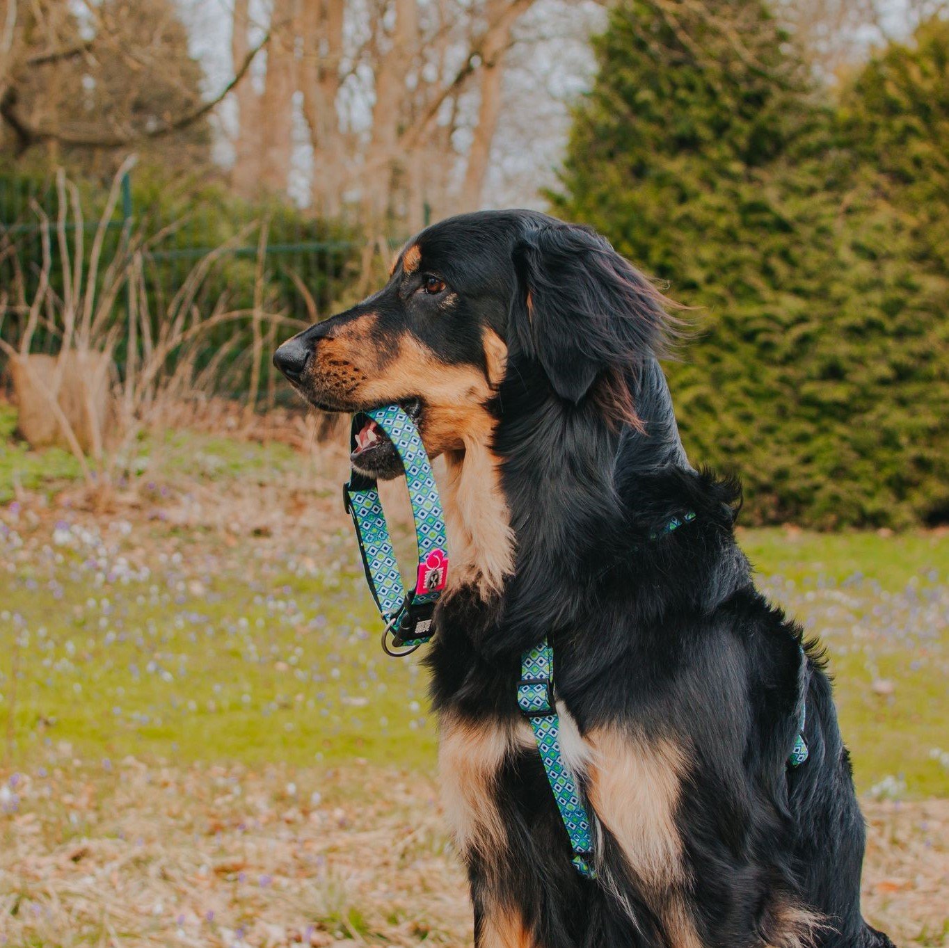Hundehalsbånd Smart ID Retro Blue neopren bakside