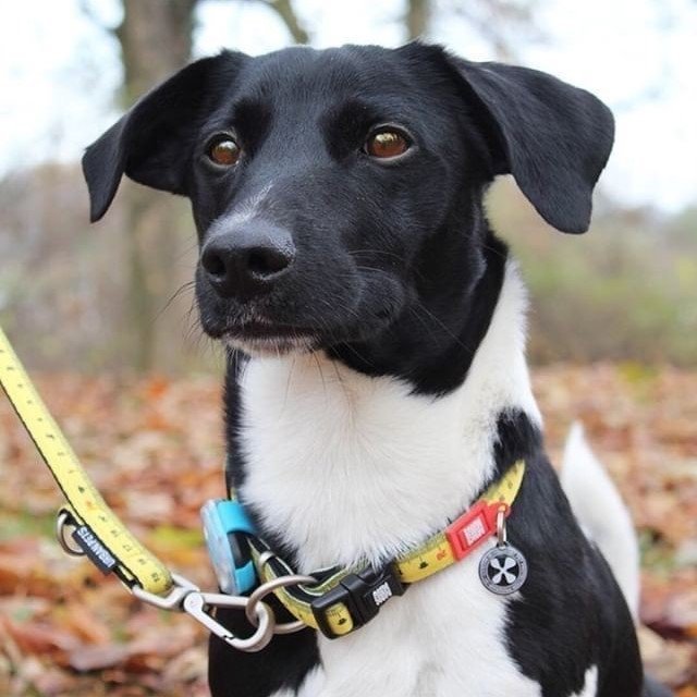 Hundehalsbånd Smart ID Ruler neopren XS-L bakside