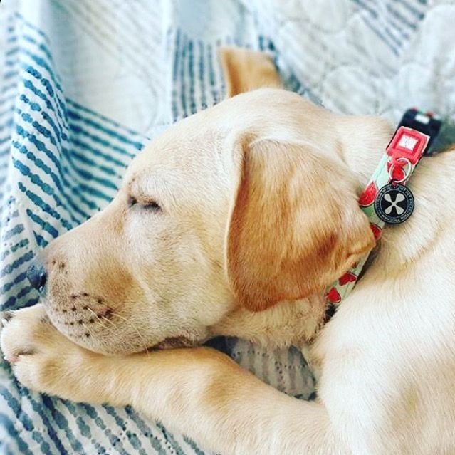 Hundehalsbånd Smart ID Watermelon neopren XS-L - Max & Molly bakside