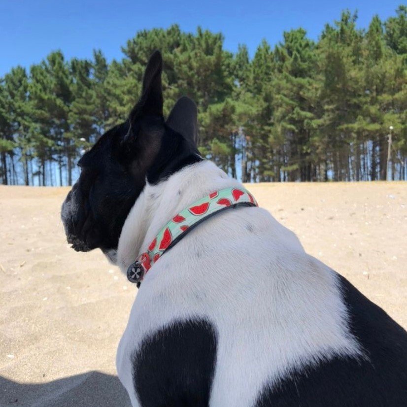 Nærbilde av materialet på Hundehalsbånd Smart ID Watermelon neopren XS-L - Max & Molly