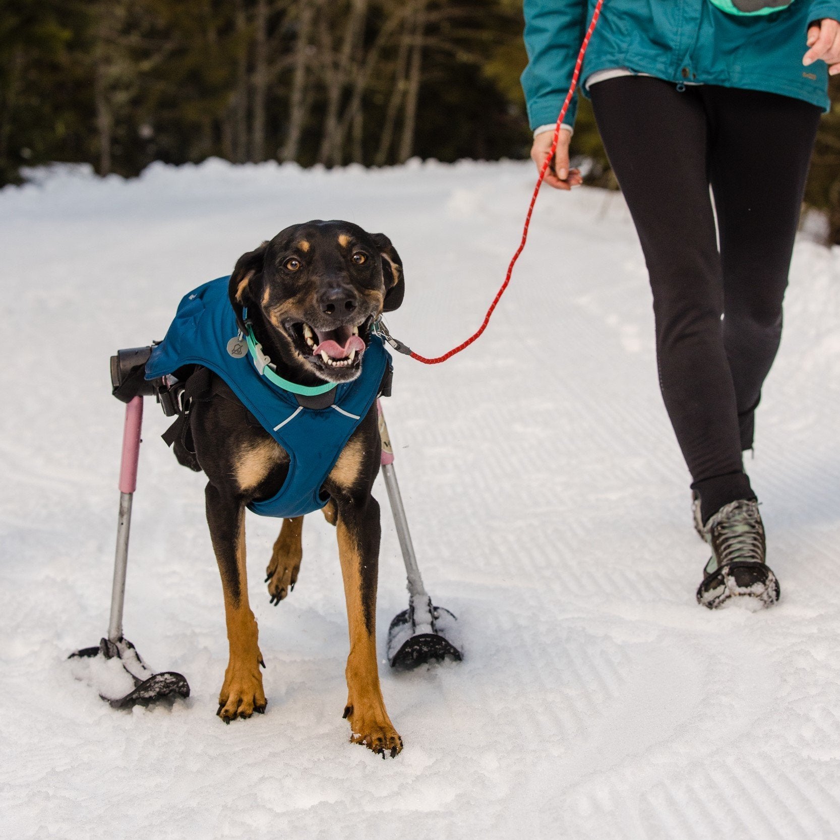 Hundejakke Quinzee fôret syntetisk isolasjon XXS-XL montert på hund