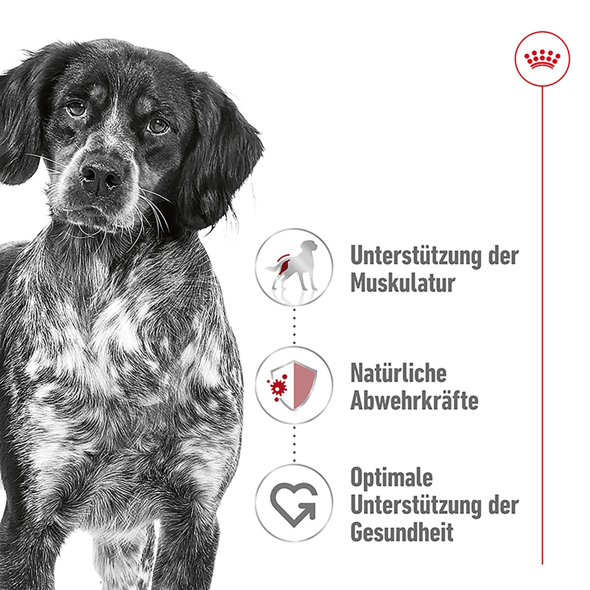 Medium Adult tørrfôr for mellomstore voksne hunder Royal Canin detalj