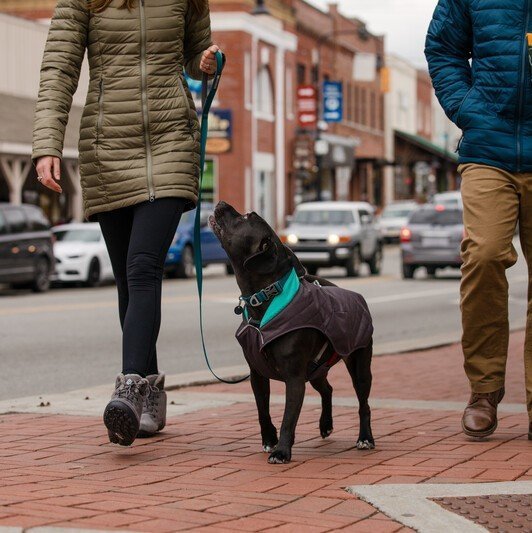 Stumptown hundejakke isolert vannavvisende XXS-XL bakside