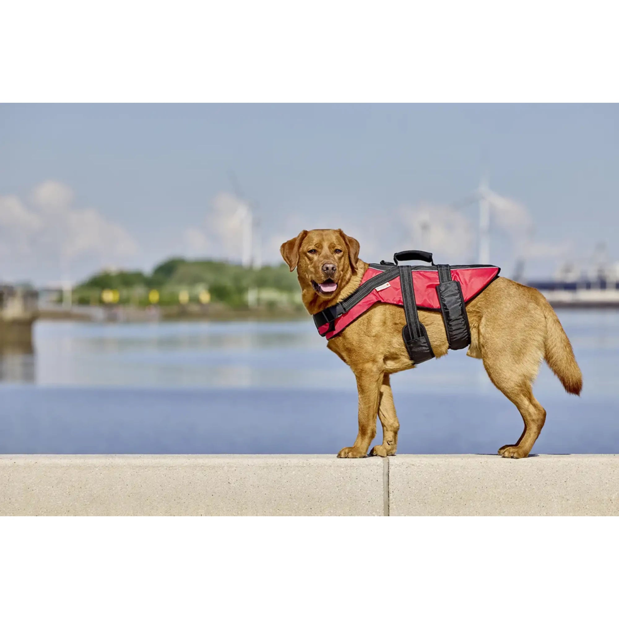 Svømmevest for hund watchout - Wolters bakside